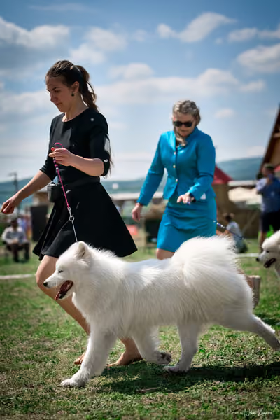 Samojed Klub SK – 9. května 2026