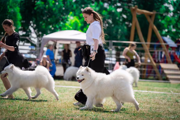 Samojed Klub SK – 9. května 2026