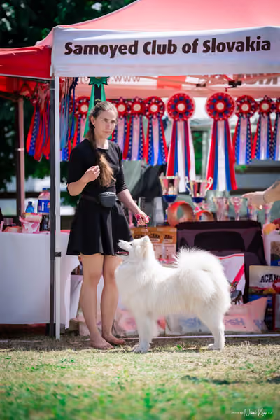 Samojed Klub SK – 9. května 2026