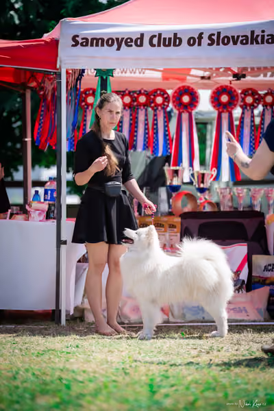 Samojed Klub SK – 9. května 2026