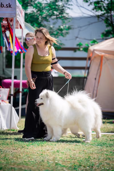 Samojed Klub SK – 9. května 2026