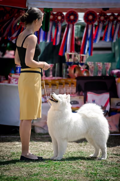 Samojed Klub SK – 9. května 2026