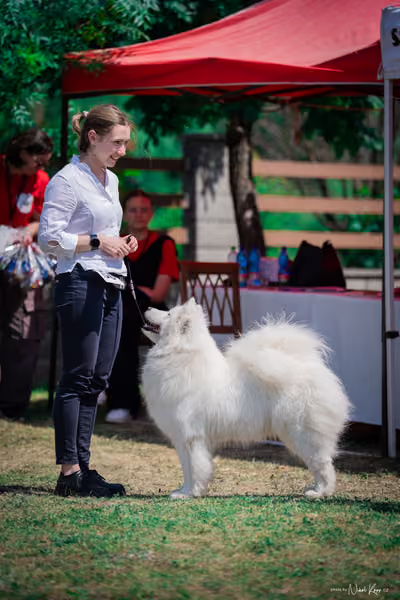 Samojed Klub SK – 9. května 2026
