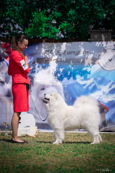 Samojed Klub SK – 9. května 2026