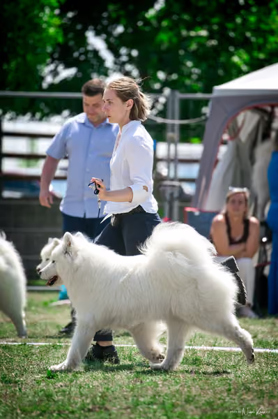Samojed Klub SK – 9. května 2026