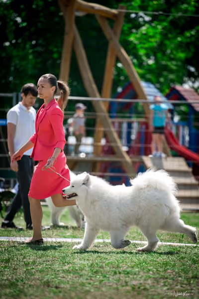 Samojed Klub SK – 9. května 2026