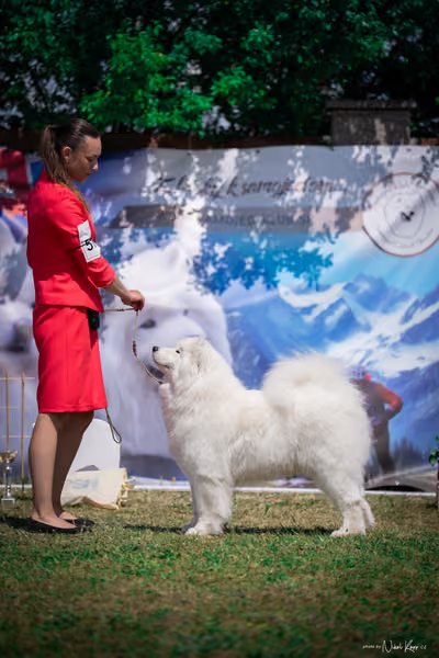 Samojed Klub SK – 9. května 2026
