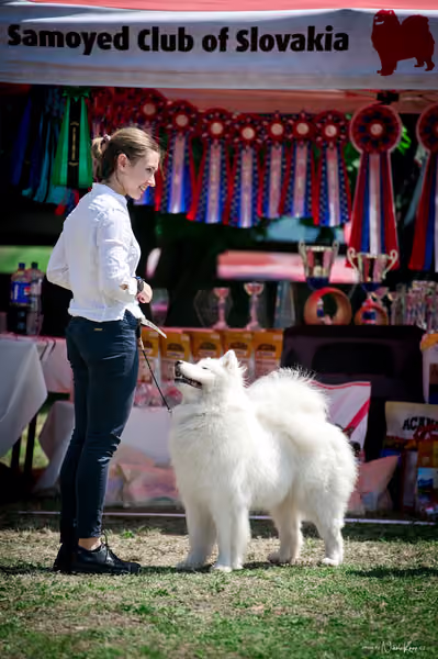 Samojed Klub SK – 9. května 2026
