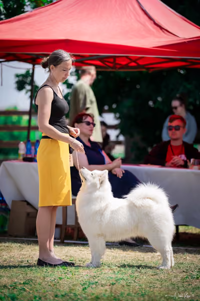 Samojed Klub SK – 9. května 2026