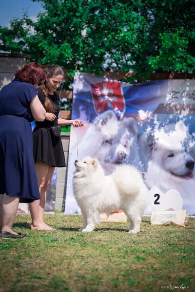 Samojed Klub SK – 9. května 2026
