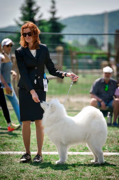 Samojed Klub SK – 9. května 2026