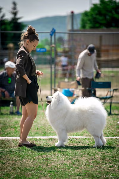 Samojed Klub SK – 9. května 2026