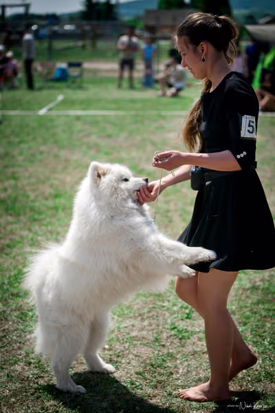 Samojed Klub SK – 9. května 2026