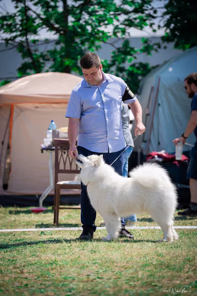 Samojed Klub SK – 9. května 2026