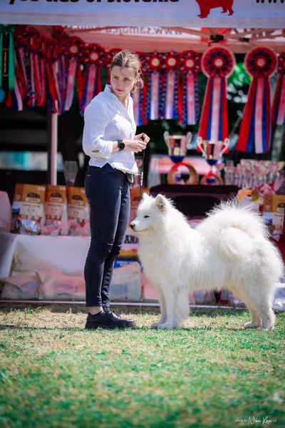 Samojed Klub SK – 9. května 2026