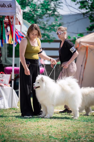 Samojed Klub SK – 9. května 2026