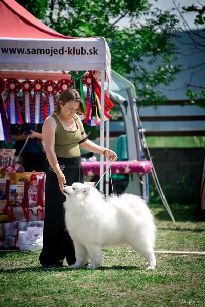 Samojed Klub SK – 9. května 2026