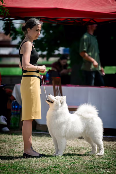 Samojed Klub SK – 9. května 2026