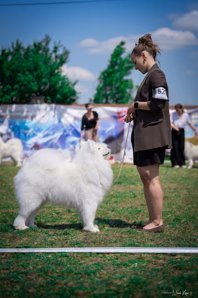 Samojed Klub SK – 9. května 2026