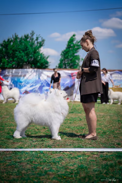 Samojed Klub SK – 9. května 2026