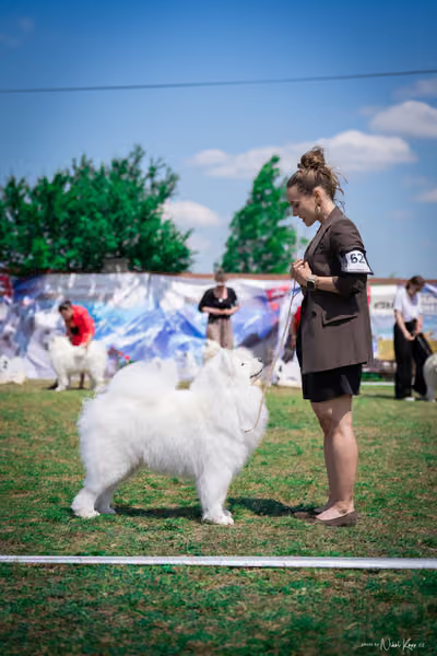 Samojed Klub SK – 9. května 2026