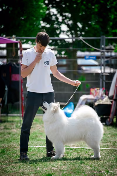Samojed Klub SK – 9. května 2026