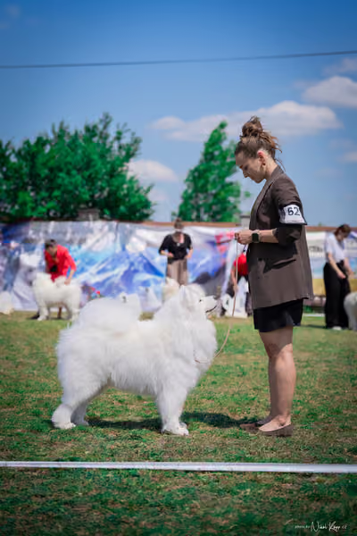 Samojed Klub SK – 9. května 2026