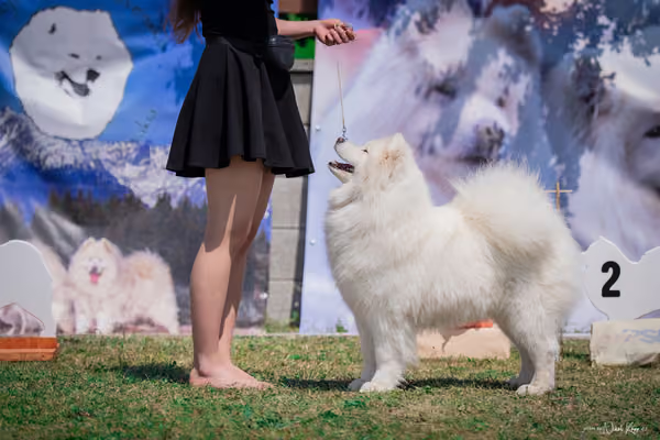 Samojed Klub SK – 9. května 2026