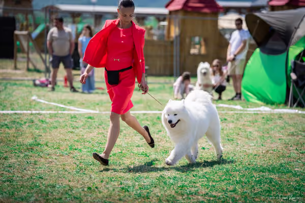 Samojed Klub SK – 9. května 2026