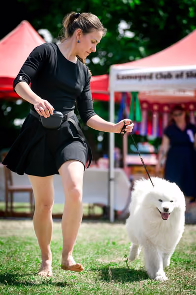Samojed Klub SK – 9. května 2026