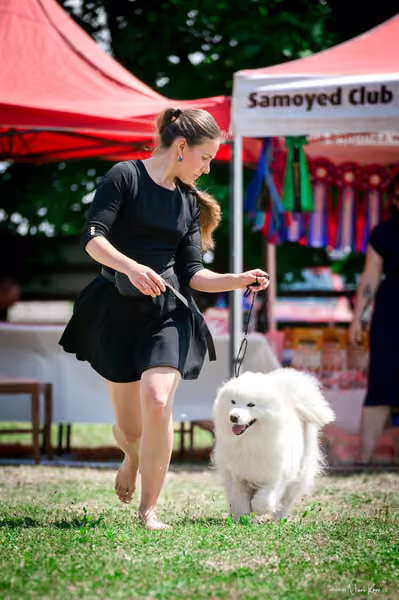 Samojed Klub SK – 9. května 2026