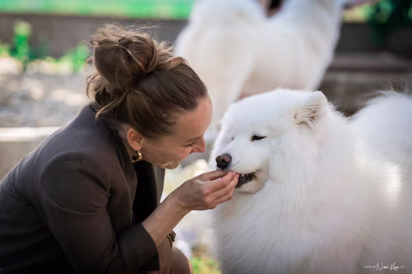 Samojed Klub SK – 9. května 2026