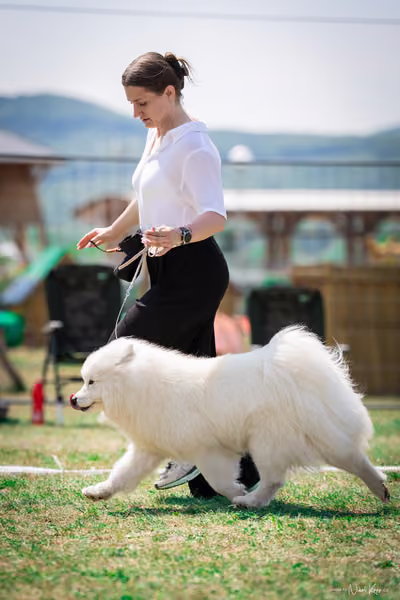 Samojed Klub SK – 9. května 2026