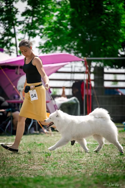 Samojed Klub SK – 9. května 2026