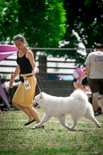 Samojed Klub SK – 9. května 2026