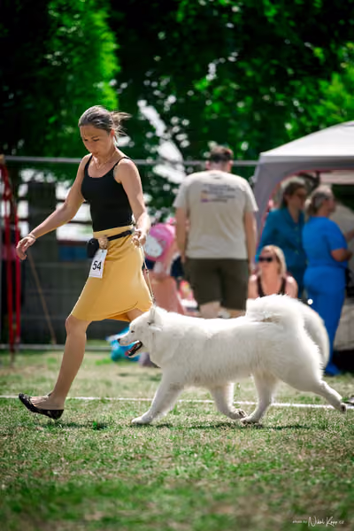 Samojed Klub SK – 9. května 2026