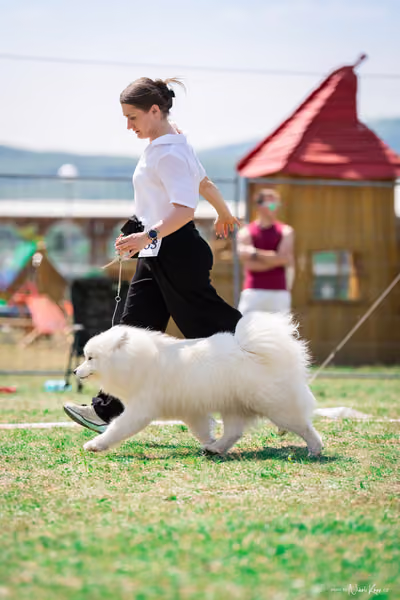 Samojed Klub SK – 9. května 2026