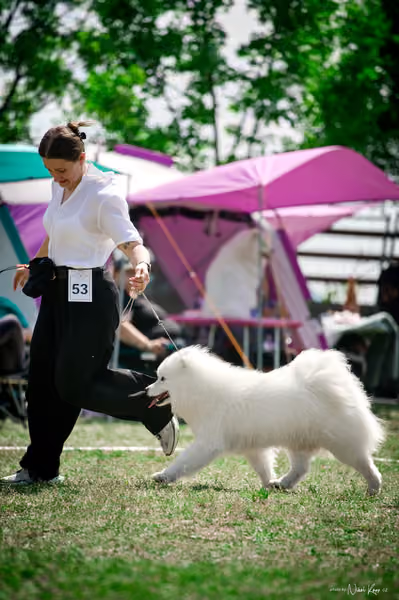Samojed Klub SK – 9. května 2026
