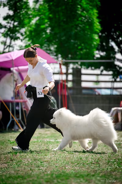 Samojed Klub SK – 9. května 2026