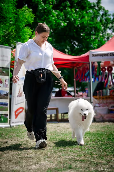 Samojed Klub SK – 9. května 2026
