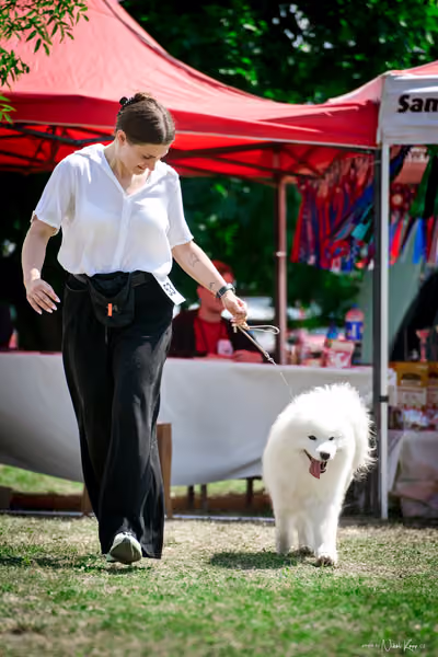 Samojed Klub SK – 9. května 2026