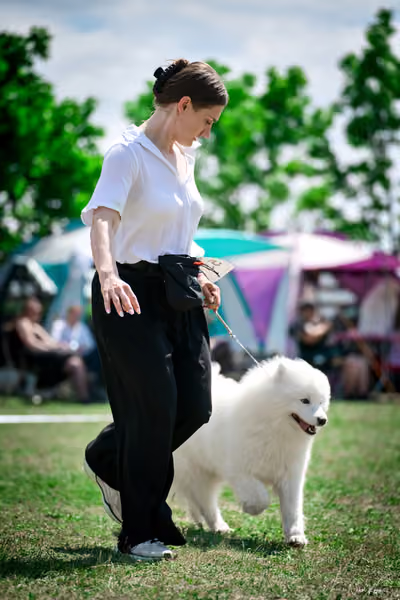 Samojed Klub SK – 9. května 2026