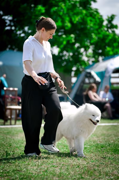 Samojed Klub SK – 9. května 2026