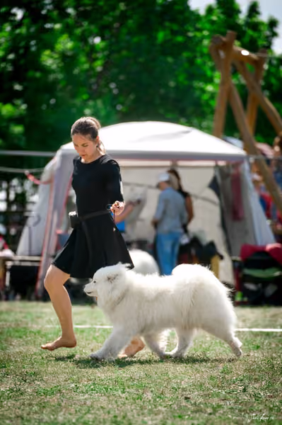 Samojed Klub SK – 9. května 2026