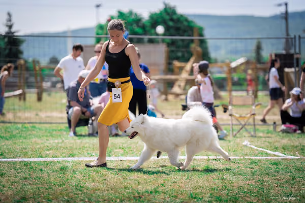 Samojed Klub SK – 9. května 2026