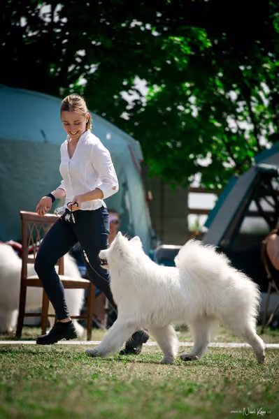 Samojed Klub SK – 9. května 2026