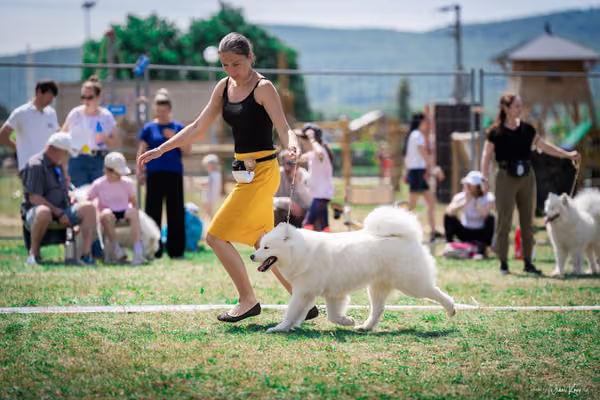 Samojed Klub SK – 9. května 2026