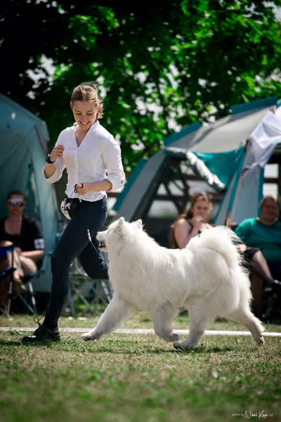 Samojed Klub SK – 9. května 2026
