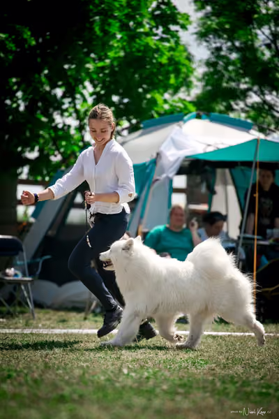 Samojed Klub SK – 9. května 2026