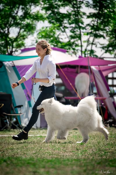 Samojed Klub SK – 9. května 2026
